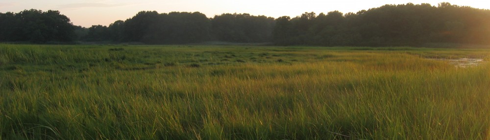 A Graduate Student in the Marsh