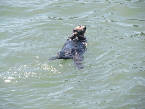 Sea Otter feeding in the water